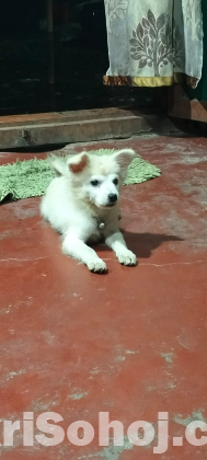 japanese spitz